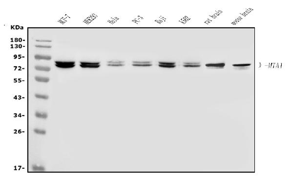 Western blot analysis of MTA1 using anti-MTA1 antibody (PA1483).