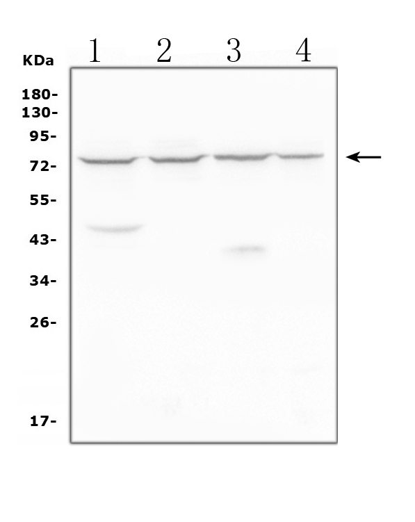 Western blot analysis of MEKK2 using anti-MEKK2 antibody (PA1499). Electrophoresis was performed on a 5-20% SDS-PAGE gel at 70V (Stacking gel) / 90V (Resolving gel) for 2-3 hours. The sample well of each lane was loaded with 50ug of sample under reducing conditions. Lane 1: human Caco-2 whole cell lysates Lane 2: human K562 whole cell lysates Lane 3: human THP-1 whole cell lysates Lane 4: human Raji whole cell lysates After Electrophoresis, proteins were transferred to a Nitrocellulose membrane at 150mA for 50-90 minutes. Blocked the membrane with 5% Non-fat Milk/ TBS for 1.5 hour at RT. The membrane was incubated with rabbit anti-MEKK2 antigen affinity purified polyclonal antibody (Catalog # PA1499) at 0.5 μg/mL overnight at 4°C, then washed with TBS-0.1%Tween 3 times with 5 minutes each and probed with a goat anti-rabbit IgG-HRP secondary antibody at a dilution of 1:10000 for 1.5 hour at RT. The signal is developed using an Enhanced Chemiluminescent detection (ECL) kit (Catalog # EK1002) with Tanon 5200 system. A specific band was detected for MEKK2 at approximately 78KD. The expected band size for MEKK2 is at 70KD.