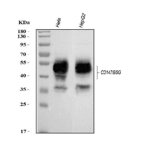 Western blot analysis of CD147/BSG using anti-CD147/BSG antibody (PA1526).