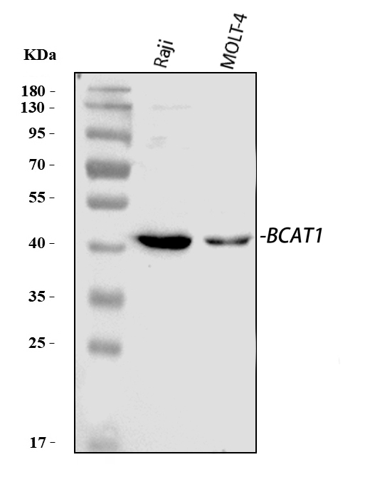 Western blot analysis of BCAT1 using anti-BCAT1 antibody (PA1538).