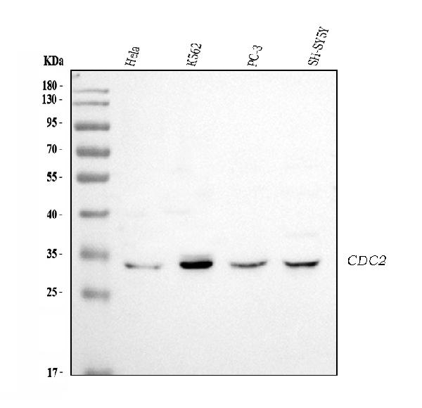 Western blot analysis of CDK1 using anti-CDK1 antibody (PA1544).