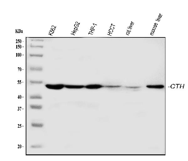 Western blot analysis of CTH using anti-CTH antibody (PA1556).