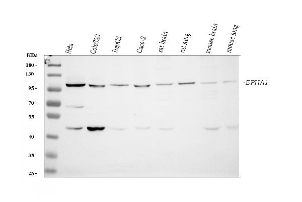 Western blot analysis of Eph receptor A1 using anti-Eph receptor A1 antibody (PA1573).