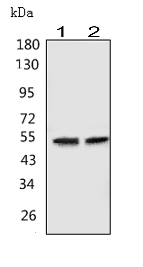 Western blot analysis of GABRA1 using anti-GABRA1 antibody (PA1578). Electrophoresis was performed on a 5-20% SDS-PAGE gel at 70V (Stacking gel) / 90V (Resolving gel) for 2-3 hours. The sample well of each lane was loaded with 50ug of sample under reducing conditions. Lane 1: human Hela whole cell lysates, Lane 2: human U-87MG whole cell lysates, After Electrophoresis, proteins were transferred to a Nitrocellulose membrane at 150mA for 50-90 minutes. Blocked the membrane with 5% Non-fat Milk/ TBS for 1.5 hour at RT. The membrane was incubated with rabbit anti-GABRA1 antigen affinity purified polyclonal antibody (Catalog # PA1578) at 0.5 μg/mL overnight at 4°C, then washed with TBS-0.1%Tween 3 times with 5 minutes each and probed with a goat anti-rabbit IgG-HRP secondary antibody at a dilution of 1:10000 for 1.5 hour at RT. The signal is developed using an Enhanced Chemiluminescent detection (ECL) kit (Catalog # EK1002) with Tanon 5200 system. A specific band was detected for GABRA1 at approximately 52KD. The expected band size for GABRA1 is at 52KD.