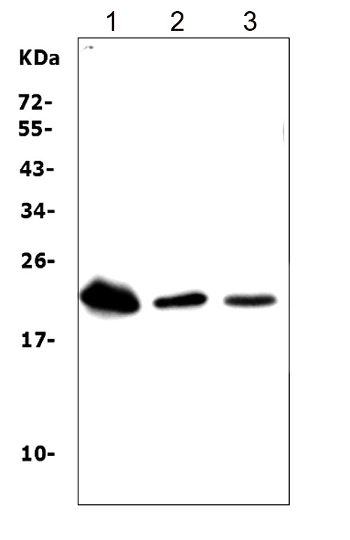 Western blot analysis of Trem1 using anti-Trem1 antibody (PA1586). Electrophoresis was performed on a 5-20% SDS-PAGE gel at 70V (Stacking gel) / 90V (Resolving gel) for 2-3 hours. The sample well of each lane was loaded with 50ug of sample under reducing conditions. Lane 1: rat liver tissue lysates, Lane 2: mouse liver tissue lysates, Lane 3: mouse spleen tissue lysates, After Electrophoresis, proteins were transferred to a Nitrocellulose membrane at 150mA for 50-90 minutes. Blocked the membrane with 5% Non-fat Milk/ TBS for 1.5 hour at RT. The membrane was incubated with rabbit anti-Trem1 antigen affinity purified polyclonal antibody (Catalog # PA1586) at 0.5 μg/mL overnight at 4°C, then washed with TBS-0.1%Tween 3 times with 5 minutes each and probed with a goat anti-rabbit IgG-HRP secondary antibody at a dilution of 1:10000 for 1.5 hour at RT. The signal is developed using an Enhanced Chemiluminescent detection (ECL) kit (Catalog # EK1002) with Tanon 5200 system. A specific band was detected for Trem1 at approximately 22-26KD. The expected band size for Trem1 is at 26KD.