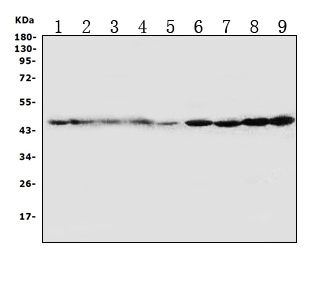 Anti-HDJ2 antibody, PA1597, Western blotting All lanes: Anti HDJ2 (PA1597) at 0.5ug/ml Lane 1: Rat Brain Tissue Lysate at 50ug Lane 2: Rat Lung Tissue Lysate at 50ug Lane 3: Mouse Brain Tissue Lysate at 50ug Lane 4: Mouse Lung Tissue Lysate at 50ug Lane 5: U87 Whole Cell Lysate at 40ug Lane 6: A549 Whole Cell Lysate at 40ug Lane 7: COLO320 Whole Cell Lysate at 40ug Lane 8: A431 Whole Cell Lysate at 40ug Lane 9: HT1080 Whole Cell Lysate at 40ug Predicted bind size: 45KD Observed bind size: 45KD