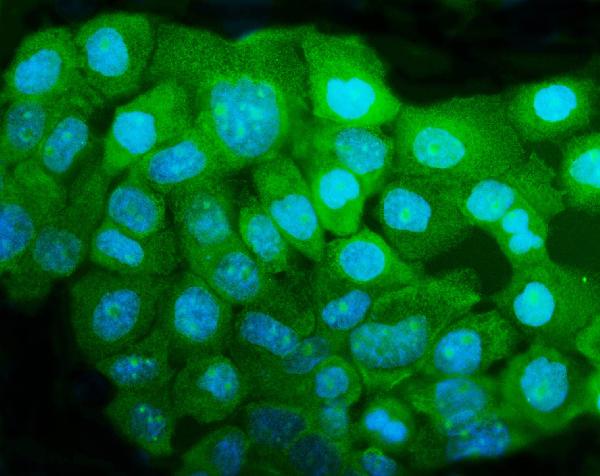 IF analysis of DNAJA1 using anti-DNAJA1 antibody (PA1597).