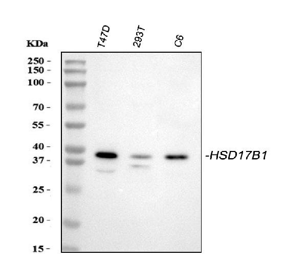 Western blot analysis of HSD17B1 using anti-HSD17B1 antibody (PA1613-1).