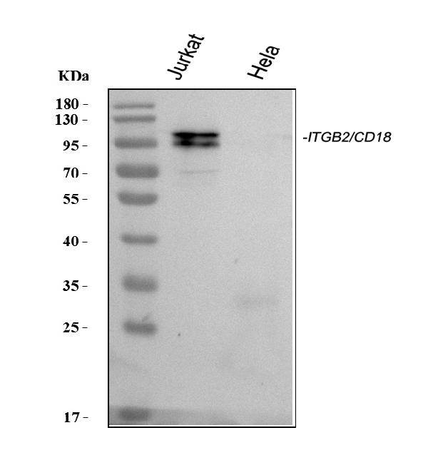 Western blot analysis of CD18/ITGB2 using anti-CD18/ITGB2 antibody (PA1623).