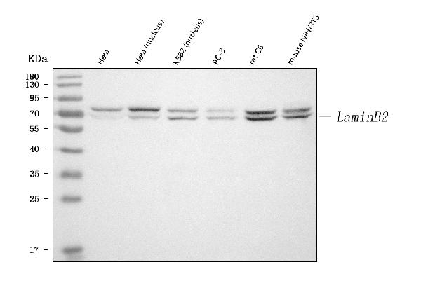 Western blot analysis of Lamin B2 using anti-Lamin B2 antibody (PA1636).