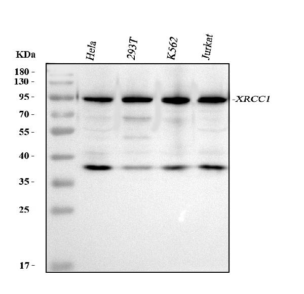 Western blot analysis of XRCC1 using anti-XRCC1 antibody (PA1639).