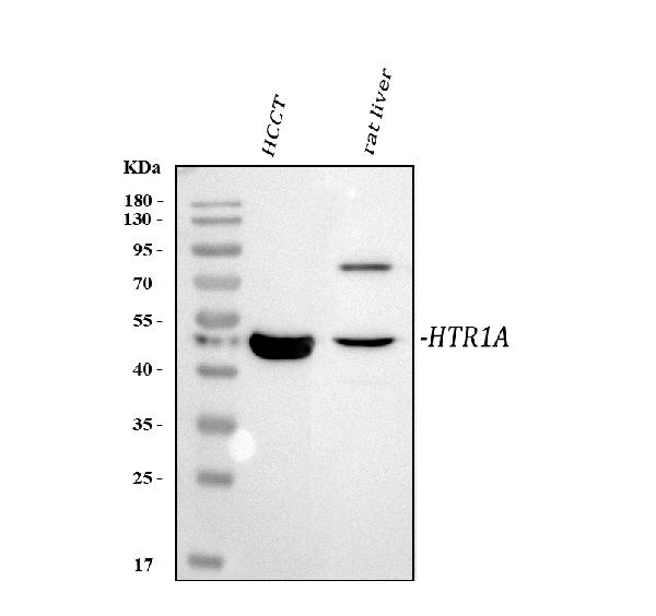 Western blot analysis of HTR1A using anti-HTR1A antibody (PA1647).