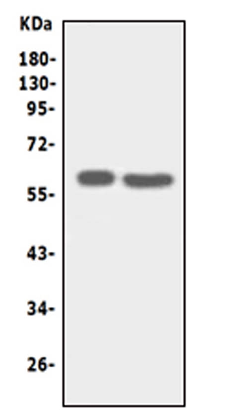 Anti-SLC22A6 antibody, PA1683, Western blotting Lane 1: HT1080 Cell Lysate Lane 2: HELA Cell Lysate