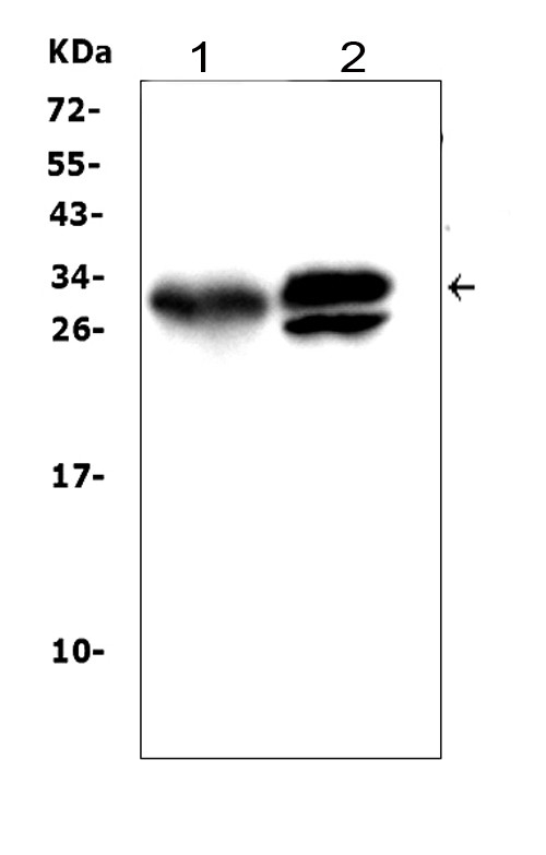 Western blot analysis of KLK1 using anti-KLK1 antibody (PA1709). Electrophoresis was performed on a 5-20% SDS-PAGE gel at 70V (Stacking gel) / 90V (Resolving gel) for 2-3 hours. The sample well of each lane was loaded with 50ug of sample under reducing conditions. Lane 1: rat pancreas tissue lysates, Lane 2: mouse pancreas tissue lysates, After Electrophoresis, proteins were transferred to a Nitrocellulose membrane at 150mA for 50-90 minutes. Blocked the membrane with 5% Non-fat Milk/ TBS for 1.5 hour at RT. The membrane was incubated with rabbit anti-KLK1 antigen affinity purified polyclonal antibody (Catalog # PA1709) at 0.5 μg/mL overnight at 4°C, then washed with TBS-0.1%Tween 3 times with 5 minutes each and probed with a goat anti-rabbit IgG-HRP secondary antibody at a dilution of 1:10000 for 1.5 hour at RT. The signal is developed using an Enhanced Chemiluminescent detection (ECL) kit (Catalog # EK1002) with Tanon 5200 system. A specific band was detected for KLK1 at approximately 29KD. The expected band size for KLK1 is at 29KD.