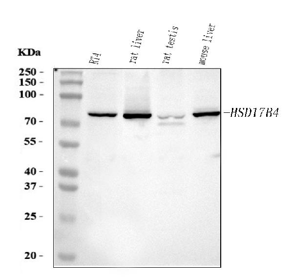 Western blot analysis of HSD17B4 using anti-HSD17B4 antibody (PA1727).