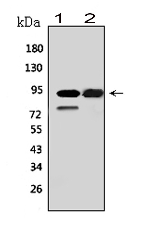 Western blot analysis of MCM6 using anti-MCM6 antibody (PA1769). Electrophoresis was performed on a 5-20% SDS-PAGE gel at 70V (Stacking gel) / 90V (Resolving gel) for 2-3 hours. The sample well of each lane was loaded with 50ug of sample under reducing conditions. Lane 1: mouse small intestine tissue lysates, Lane 2: mouse spleen tissue lysates, After Electrophoresis, proteins were transferred to a Nitrocellulose membrane at 150mA for 50-90 minutes. Blocked the membrane with 5% Non-fat Milk/ TBS for 1.5 hour at RT. The membrane was incubated with rabbit anti-MCM6 antigen affinity purified polyclonal antibody (Catalog # PA1769) at 0.5 μg/mL overnight at 4°C, then washed with TBS-0.1%Tween 3 times with 5 minutes each and probed with a goat anti-rabbit IgG-HRP secondary antibody at a dilution of 1:10000 for 1.5 hour at RT. The signal is developed using an Enhanced Chemiluminescent detection (ECL) kit (Catalog # EK1002) with Tanon 5200 system. A specific band was detected for MCM6 at approximately 93KD. The expected band size for MCM6 is at 93KD.