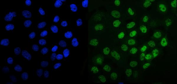 IF analysis of MCM6 using anti-MCM6 antibody (PA1769).