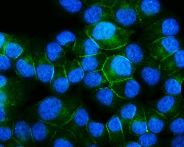 IF analysis of SNAP23 using anti-SNAP23 antibody (PA1774).