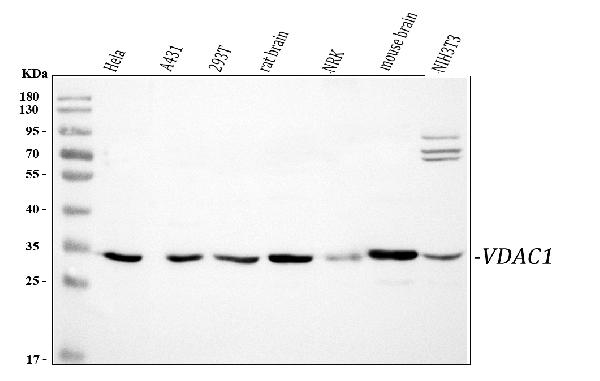 Western blot analysis of VDAC/Porin/VDAC1 using anti-VDAC/Porin/VDAC1 antibody (PA1780).