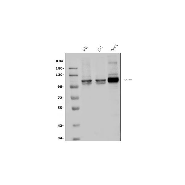 Western blot analysis of AHR using anti-AHR antibody (PA1782-1).