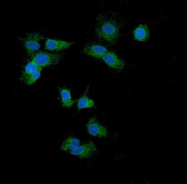 IF analysis of Cpn10 using anti-Cpn10 antibody (PA1790).