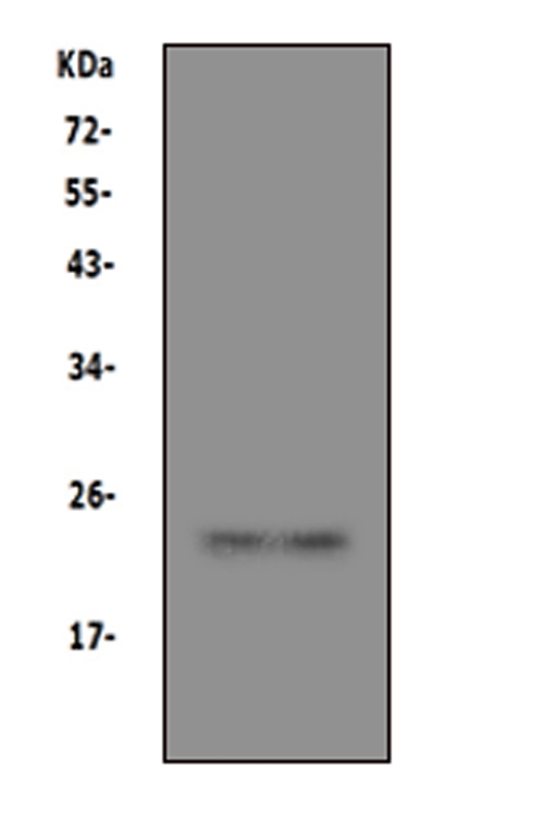 Anti-PRNP antibody, PA1794, Western blotting Lane 1: U87 Cell Lysate Lane 2: U87 Cell Lysate