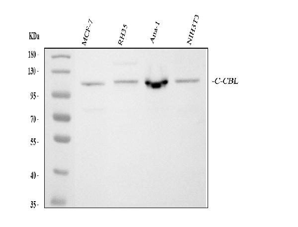 Western blot analysis of CBL using anti-CBL antibody (PA1800).