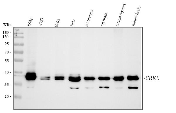 Western blot analysis of CRKL using anti-CRKL antibody (PA1808).