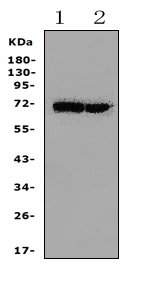 Western blot analysis of HSPA2 using anti-HSPA2 antibody (PA1814). Electrophoresis was performed on a 5-20% SDS-PAGE gel at 70V (Stacking gel) / 90V (Resolving gel) for 2-3 hours. The sample well of each lane was loaded with 50ug of sample under reducing conditions. Lane 1: mouse spleen Tissue Lysate, Lane 2: mouse testis tissue Lysate, After Electrophoresis, proteins were transferred to a Nitrocellulose membrane at 150mA for 50-90 minutes. Blocked the membrane with 5% Non-fat Milk/ TBS for 1.5 hour at RT. The membrane was incubated with rabbit anti-HSPA2 antigen affinity purified polyclonal antibody (Catalog # PA1814) at 0.5 μg/mL overnight at 4°C, then washed with TBS-0.1%Tween 3 times with 5 minutes each and probed with a goat anti-rabbit IgG-HRP secondary antibody at a dilution of 1:10000 for 1.5 hour at RT. The signal is developed using an Enhanced Chemiluminescent detection (ECL) kit (Catalog # EK1002) with Tanon 5200 system. A specific band was detected for HSPA2 at approximately 70KD. The expected band size for HSPA2 is at 70KD.