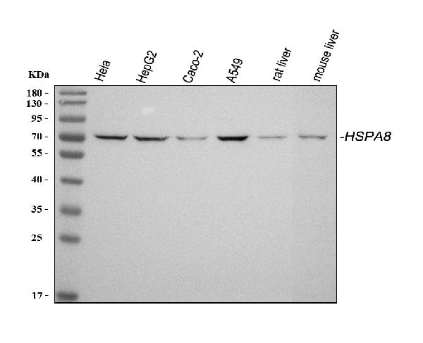 Western blot analysis of Hsc70 using anti-Hsc70 antibody (PA1816).