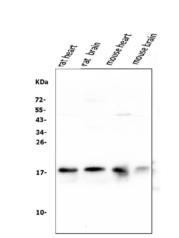 Western blot analysis of NME2 using anti-NME2 antibody (PA1830).