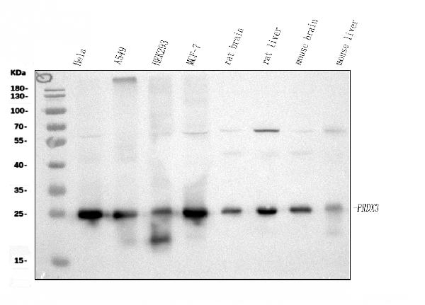 Western blot analysis of PRDX3 using anti-PRDX3 antibody (PA1835).