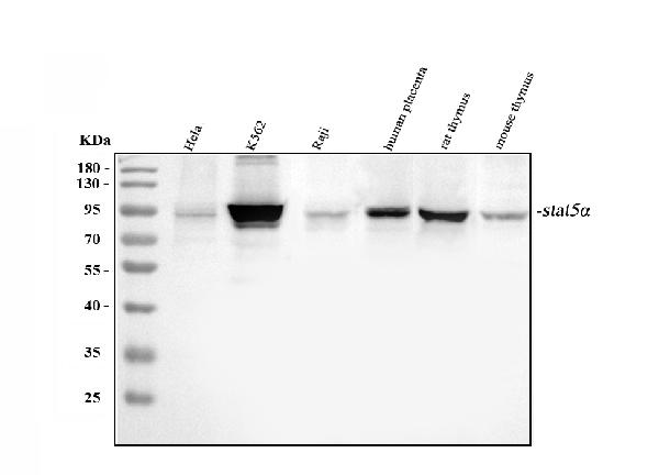 Western blot analysis of STAT5A using anti-STAT5A antibody (PA1840).