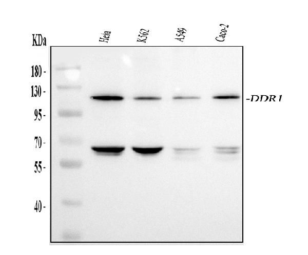 Western blot analysis of DDR1 using anti-DDR1 antibody (PA1878).