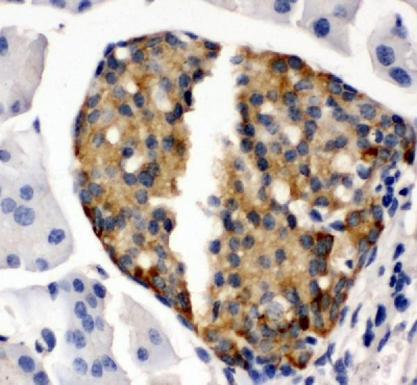 IHC analysis of Bone Sialoprotein using anti-Bone Sialoprotein antibody (PA1887). Bone Sialoprotein was detected in paraffin-embedded section of mouse pancreas tissue. Heat mediated antigen retrieval was performed in citrate buffer (pH6, epitope retrieval solution) for 20 mins. The tissue section was blocked with 10% goat serum. The tissue section was then incubated with 1μg/ml rabbit anti-Bone Sialoprotein Antibody (PA1887) overnight at 4°C. Biotinylated goat anti-rabbit IgG was used as secondary antibody and incubated for 30 minutes at 37°C. The tissue section was developed using Strepavidin-Biotin-Complex (SABC)(Catalog # SA1022) with DAB as the chromogen.