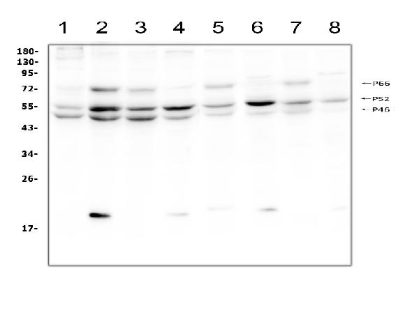 Western blot analysis of SHC using anti-SHC antibody (PA1897). Electrophoresis was performed on a 5-20% SDS-PAGE gel at 70V (Stacking gel) / 90V (Resolving gel) for 2-3 hours. The sample well of each lane was loaded with 50ug of sample under reducing conditions. Lane 1: human A431 whole cell lysate, Lane 2: human Hela whole cell lysate, Lane 3: human HepG2 whole cell lysate, Lane 4: human Jurkat whole cell lysate, Lane 5: rat C6 whole cell lysate, Lane 6: mouse thymus tissue lysate, Lane 7: mouse RAW246.7 whole cell lysate, Lane 8: mouse NIH3T3 whole cell lysate. After Electrophoresis, proteins were transferred to a Nitrocellulose membrane at 150mA for 50-90 minutes. Blocked the membrane with 5% Non-fat Milk/ TBS for 1.5 hour at RT. The membrane was incubated with rabbit anti-SHC antigen affinity purified polyclonal antibody (Catalog # PA1897) at 0.5 μg/mL overnight at 4°C, then washed with TBS-0.1%Tween 3 times with 5 minutes each and probed with a goat anti-rabbit IgG-HRP secondary antibody at a dilution of 1:10000 for 1.5 hour at RT. The signal is developed using an Enhanced Chemiluminescent detection (ECL) kit (Catalog # EK1002) with Tanon 5200 system. Specific bands were detected for SHC at approximately 46, 52, 66KD. The expected band size for SHC are at 46, 52, 66KD.