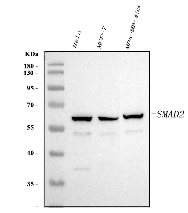 Western blot analysis of SMAD2 using anti-SMAD2 antibody (PA1898).