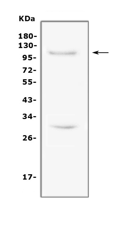 Western blot analysis of TRIF using anti-TRIF antibody (PA1902). Electrophoresis was performed on a 5-20% SDS-PAGE gel at 70V (Stacking gel) / 90V (Resolving gel) for 2-3 hours. The sample well of each lane was loaded with 50ug of sample under reducing conditions. Lane 1: human Raji whole cell lysate. After Electrophoresis, proteins were transferred to a Nitrocellulose membrane at 150mA for 50-90 minutes. Blocked the membrane with 5% Non-fat Milk/ TBS for 1.5 hour at RT. The membrane was incubated with rabbit anti-TRIF antigen affinity purified polyclonal antibody (Catalog # PA1902) at 0.5 μg/mL overnight at 4°C, then washed with TBS-0.1%Tween 3 times with 5 minutes each and probed with a goat anti-rabbit IgG-HRP secondary antibody at a dilution of 1:10000 for 1.5 hour at RT. The signal is developed using an Enhanced Chemiluminescent detection (ECL) kit (Catalog # EK1002) with Tanon 5200 system. A specific band was detected for TRIF at approximately 110KD. The expected band size for TRIF is at 76KD.