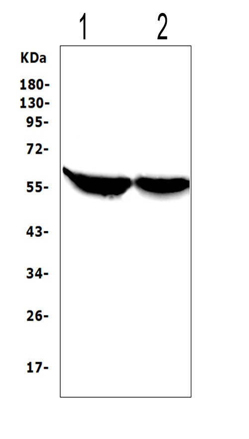 Western blot analysis of CYP2E1 using anti-CYP2E1 antibody (PA1909). Electrophoresis was performed on a 5-20% SDS-PAGE gel at 70V (Stacking gel) / 90V (Resolving gel) for 2-3 hours. The sample well of each lane was loaded with 50ug of sample under reducing conditions. Lane 1: rat liver tissue lysates, Lane 2: mouse liver tissue lysates. After Electrophoresis, proteins were transferred to a Nitrocellulose membrane at 150mA for 50-90 minutes. Blocked the membrane with 5% Non-fat Milk/ TBS for 1.5 hour at RT. The membrane was incubated with rabbit anti-CYP2E1 antigen affinity purified polyclonal antibody (Catalog # PA1909) at 0.5 μg/mL overnight at 4°C, then washed with TBS-0.1%Tween 3 times with 5 minutes each and probed with a goat anti-rabbit IgG-HRP secondary antibody at a dilution of 1:10000 for 1.5 hour at RT. The signal is developed using an Enhanced Chemiluminescent detection (ECL) kit (Catalog # EK1002) with Tanon 5200 system. A specific band was detected for CYP2E1 at approximately 56KD. The expected band size for CYP2E1 is at 56KD.