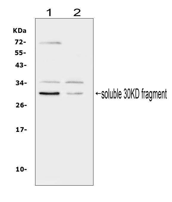 Western blot analysis of FLT3LG using anti-FLT3LG antibody (PA1914). Electrophoresis was performed on a 5-20% SDS-PAGE gel at 70V (Stacking gel) / 90V (Resolving gel) for 2-3 hours. The sample well of each lane was loaded with 50ug of sample under reducing conditions. Lane 1: human PC-3 whole cell lysates, Lane 2: human Caco-2 whole cell lysates. After Electrophoresis, proteins were transferred to a Nitrocellulose membrane at 150mA for 50-90 minutes. Blocked the membrane with 5% Non-fat Milk/ TBS for 1.5 hour at RT. The membrane was incubated with rabbit anti-FLT3LG antigen affinity purified polyclonal antibody (Catalog # PA1914) at 0.5 μg/mL overnight at 4°C, then washed with TBS-0.1%Tween 3 times with 5 minutes each and probed with a goat anti-rabbit IgG-HRP secondary antibody at a dilution of 1:10000 for 1.5 hour at RT. The signal is developed using an Enhanced Chemiluminescent detection (ECL) kit (Catalog # EK1002) with Tanon 5200 system. A specific band was detected for FLT3LG at approximately 30KD. The expected band size for FLT3LG is at 26KD.