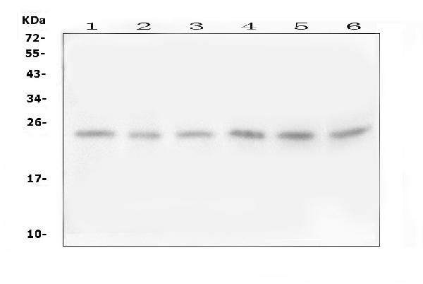 Western blot analysis of FSTL3 using anti-FSTL3 antibody (PA1915). Electrophoresis was performed on a 5-20% SDS-PAGE gel at 70V (Stacking gel) / 90V (Resolving gel) for 2-3 hours. The sample well of each lane was loaded with 50ug of sample under reducing conditions. Lane 1: human U2OS whole cell lysates, Lane 2: human Hela whole cell lysates, Lane 3: human A549 whole cell lysates, Lane 4: human PC-3 whole cell lysates, Lane 5: human HepG2 whole cell lysates, Lane 6: human K562 whole cell lysates. After Electrophoresis, proteins were transferred to a Nitrocellulose membrane at 150mA for 50-90 minutes. Blocked the membrane with 5% Non-fat Milk/ TBS for 1.5 hour at RT. The membrane was incubated with rabbit anti-FSTL3 antigen affinity purified polyclonal antibody (Catalog # PA1915) at 0.5 μg/mL overnight at 4°C, then washed with TBS-0.1%Tween 3 times with 5 minutes each and probed with a goat anti-rabbit IgG-HRP secondary antibody at a dilution of 1:10000 for 1.5 hour at RT. The signal is developed using an Enhanced Chemiluminescent detection (ECL) kit (Catalog # EK1002) with Tanon 5200 system. A specific band was detected for FSTL3 at approximately 22-24KD. The expected band size for FSTL3 is at 22KD.