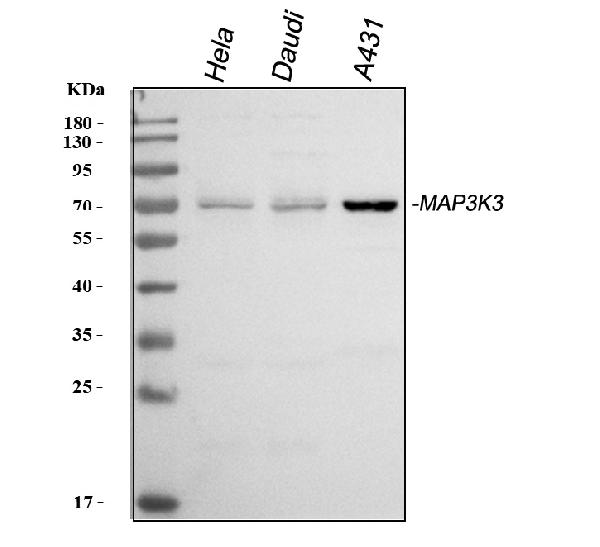 Western blot analysis of MEKK3/MAP3K3 using anti-MEKK3/MAP3K3 antibody (PA1924).