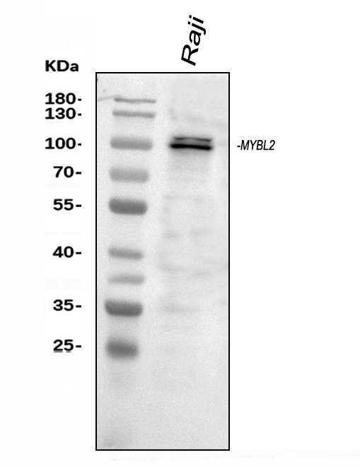 Western blot analysis of MYBL2 using anti-MYBL2 antibody (PA1928).