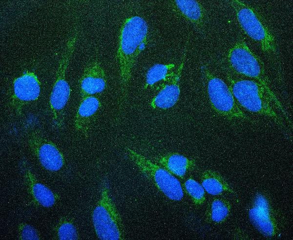 IF analysis of Prohibitin using anti-Prohibitin antibody (PA1932). Prohibitin was detected in immunocytochemical section of U20S cell. Enzyme antigen retrieval was performed using IHC enzyme antigen retrieval reagent (AR0022) for 15 mins. The cells were blocked with 10% goat serum. And then incubated with 2μg/mL rabbit anti-Prohibitin Antibody (PA1932) overnight at 4°C. DyLight®488 Conjugated Goat Anti-Rabbit IgG (BA1127) was used as secondary antibody at 1:100 dilution and incubated for 30 minutes at 37°C. The section was counterstained with DAPI. Visualize using a fluorescence microscope and filter sets appropriate for the label used.