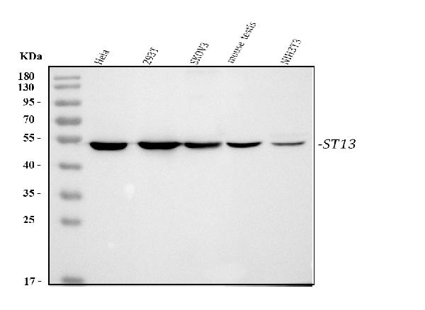 Western blot analysis of ST13 using anti-ST13 antibody (PA1935).