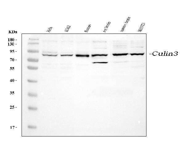 Western blot analysis of Cullin3 using anti-Cullin3 antibody (PA1939).