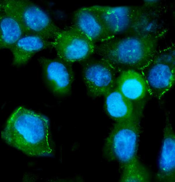 IF analysis of TJP2 using anti-TJP2 antibody (PA1957).