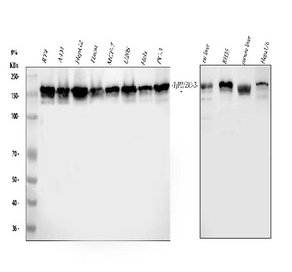 Anti-Tight junction protein ZO-2 TJP2 Antibody