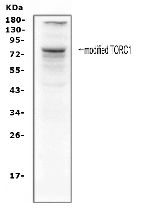 Western blot analysis of TORC1 using anti-TORC1 antibody (PA1987). Electrophoresis was performed on a 5-20% SDS-PAGE gel at 70V (Stacking gel) / 90V (Resolving gel) for 2-3 hours. The sample well of each lane was loaded with 50ug of sample under reducing conditions. Lane 1: human Hela whole cell lysates. After Electrophoresis, proteins were transferred to a Nitrocellulose membrane at 150mA for 50-90 minutes. Blocked the membrane with 5% Non-fat Milk/ TBS for 1.5 hour at RT. The membrane was incubated with rabbit anti-TORC1 antigen affinity purified polyclonal antibody (Catalog # PA1987) at 0.5 μg/mL overnight at 4°C, then washed with TBS-0.1%Tween 3 times with 5 minutes each and probed with a goat anti-rabbit IgG-HRP secondary antibody at a dilution of 1:10000 for 1.5 hour at RT. The signal is developed using an Enhanced Chemiluminescent detection (ECL) kit (Catalog # EK1002) with Tanon 5200 system. A specific band was detected for TORC1 at approximately 78KD. The expected band size for TORC1 is at 67KD.