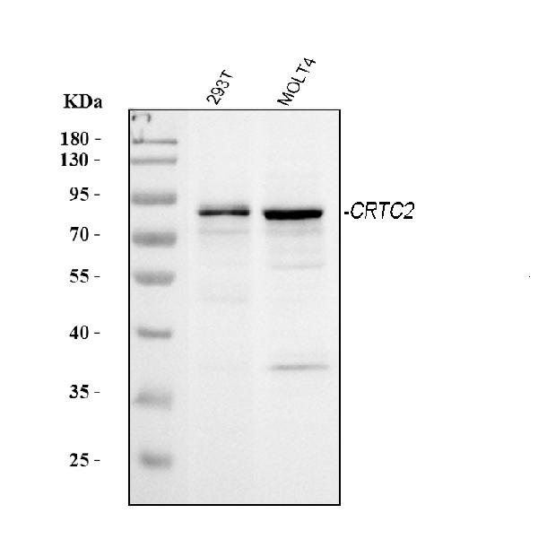 Western blot analysis of CRTC2 using anti-CRTC2 antibody (PA1988).